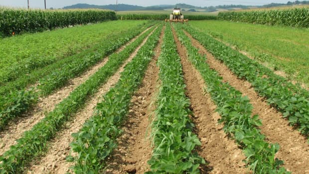 5-secrets-which-excelling-agribusiness-farmers-use-to-boast-their-farming