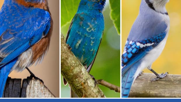 bluebirds-in-north-carolina