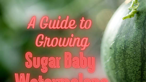 how-to-grow-sugar-baby-watermelons
