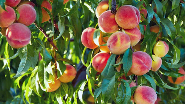 fruit-trees-problems-and-solutions