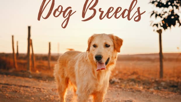 top-10-dog-breeds-for-families