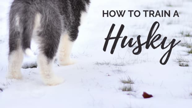 husky-training-the-5-key-principles-of-training-a-husky