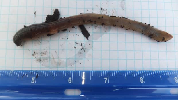 identifying-the-canadian-nightcrawler-worm