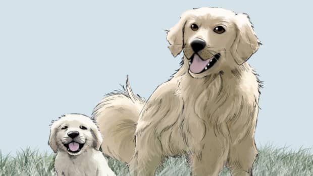 60+ Names for Golden Retrievers - PetHelpful