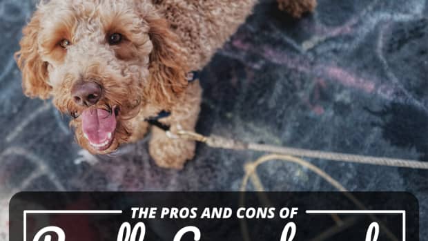 pros-and-cons-of-poodle-hybrids