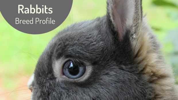 rabbit-breed-profile-the-netherland-dwarf
