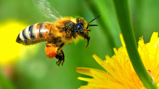 benefits-of-natural-honey-enterprise-beekeeping-for-profitable-and-diversified-farming