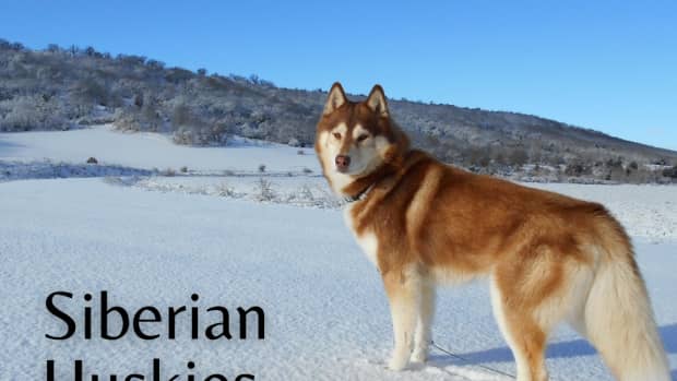 my-siberian-husky-guide