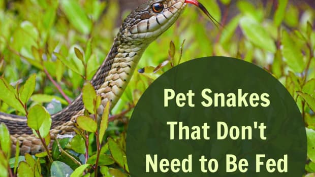 pet-snakes-you-dont-need-to-feed-rodents