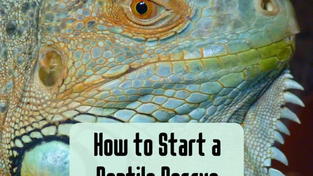 so-you-want-to-start-a-reptile-rescue