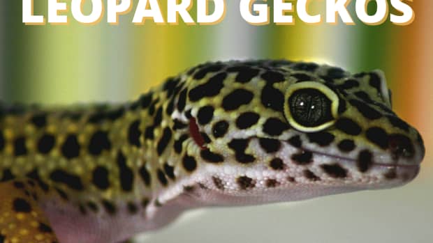 geckos-101-the-leopard-gecko