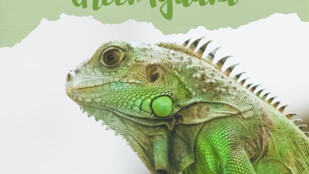 eleven-things-to-consider-before-adopting-a-green-iguana