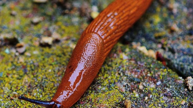 how-to-care-for-a-pet-garden-slug