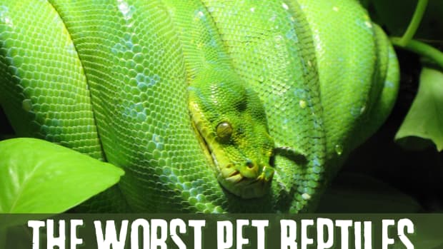 worst-pet-reptiles-for-beginners