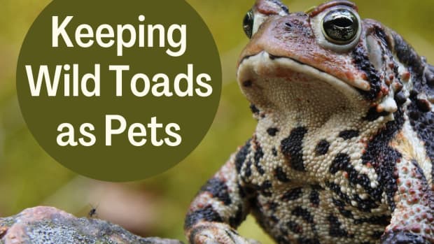 how-to-keep-a-wild-toad-for-a-pet