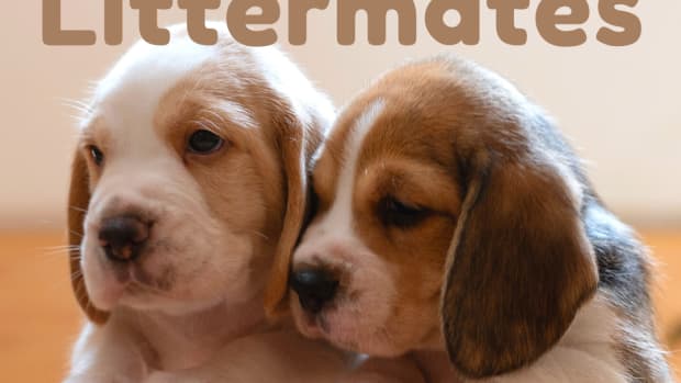 pros-and-cons-of-raising-two-litter-mate-dogs