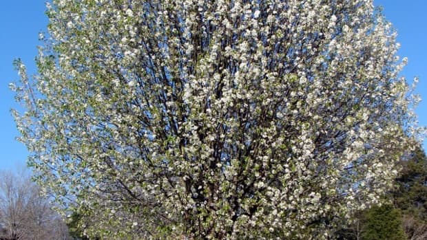 bradford-pear-invasive-tree-or-neighborhood-staple