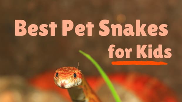 best-pet-snake-species-for-children-of-any-age