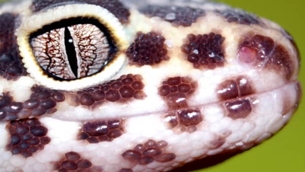 what-to-do-if-your-leopard-gecko-wont-poop