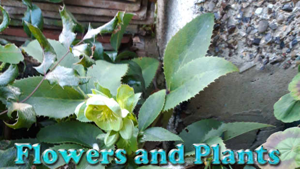 flowers-that-bloom-in-winter-and-plants-that-give-winter-interest-in-the-garden