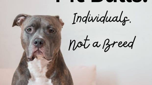 pit-bulls-are-individuals-and-not-a-breed