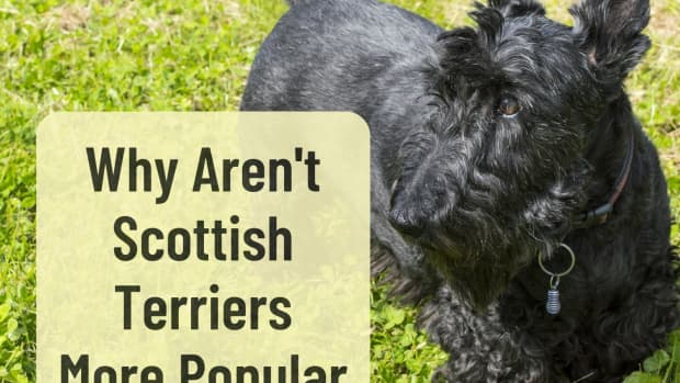 things-to-be-aware-of-in-before-getting-a-scottish-terrier