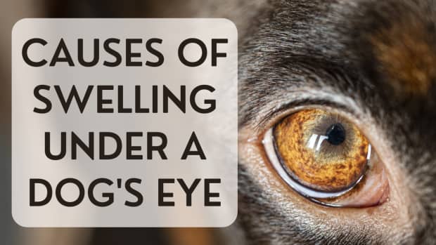 Cholesterol Deposits in a Dog's Eye - PetHelpful