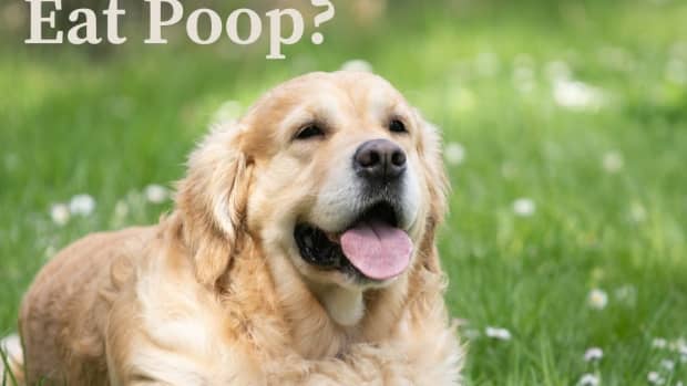 dog-eating-poop-why-dogs-eat-poop-why-do-dogs-eat-poop-stop-dog-eating-poop
