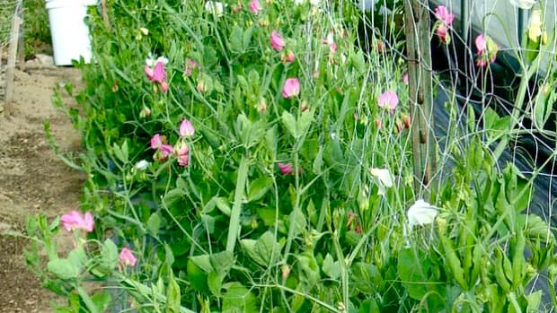 diy-pea-trellis-how-to-build-a-simple-pea-trellis-in-your-garden