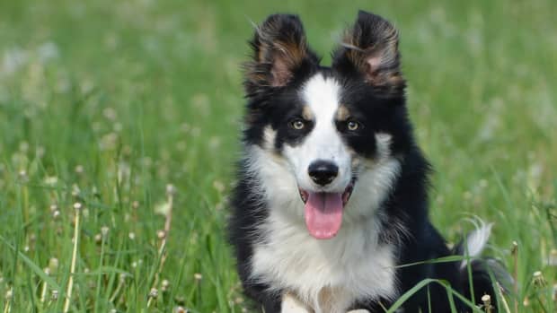 names-for-dogs-with-white-feet