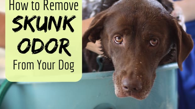 how-to-get-skunk-smell-out-of-your-dog