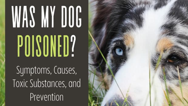 how-to-determine-if-a-dog-has-been-poisonedcauses-symptoms-and-recognizing-substances-toxic-to-pets