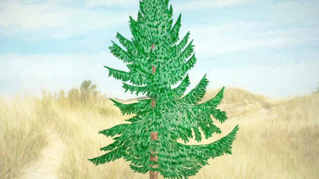 common-evergreen-conifers-of-michigan