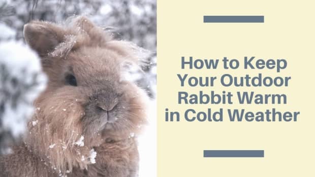 tips-for-keeping-pet-rabbits-outdoors-in-cold-weather