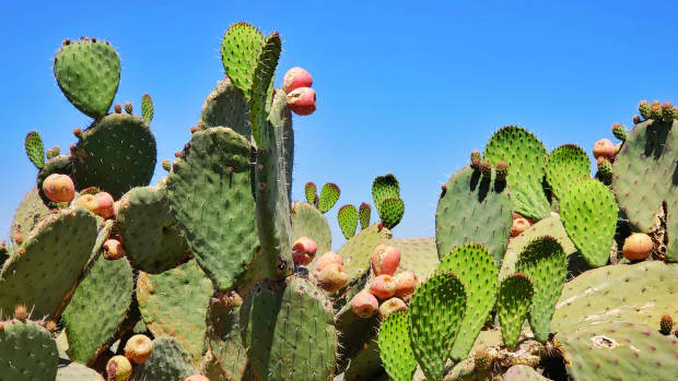 how-to-harvest-prickly-pear-cactus
