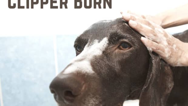 my-dog-has-razor-rashclipper-burn1