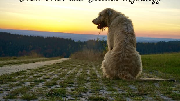 strong-dog-names-13-irish-and-scottish-names-for-male-dogs-from-myths-and-legends