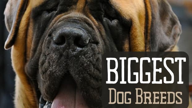 top-10-largest-dog-breeds-2