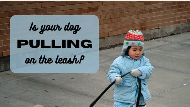 how-to-stop-a-dog-from-pulling-on-leash