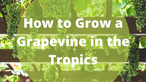 how-to-grow-a-grape-vine-in-the-tropics