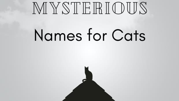 mysterious-names-for-cats