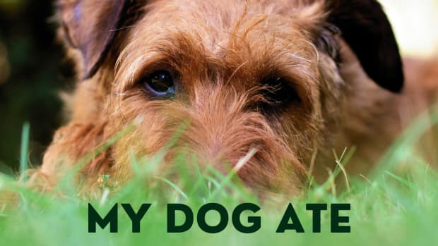 can eating rabbit poop hurt my dog