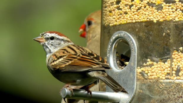 storing-suet-and-wild-bird-seed