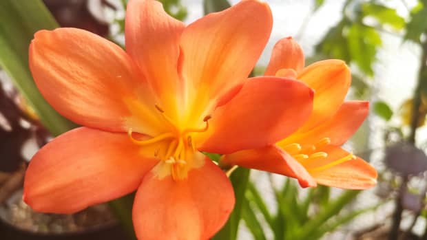 how-to-grow-and-successfully-reflower-clivia