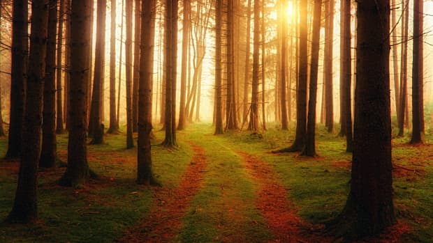 five-mystical-forests-of-europe