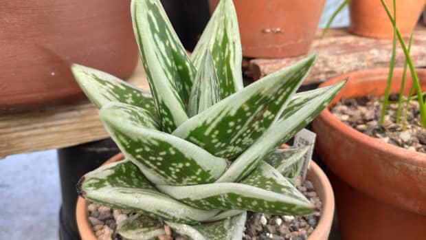 how-to-divide-and-pot-aloe-plants