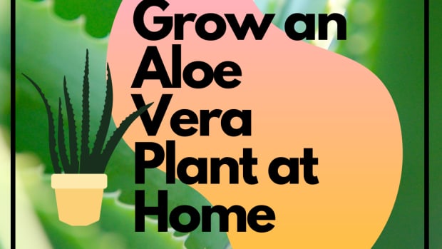 growing-aloe-vera-plants-at-home