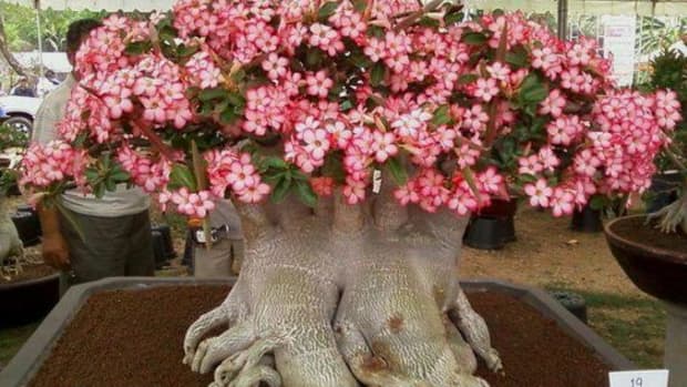 interesting-facts-about-the-desert-rose-plant