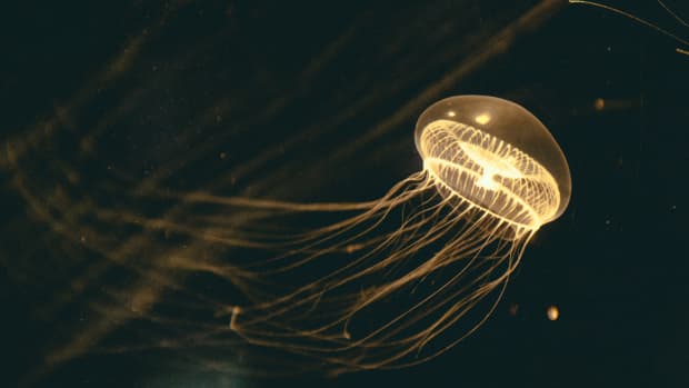10-fascinating-organisms-that-glow