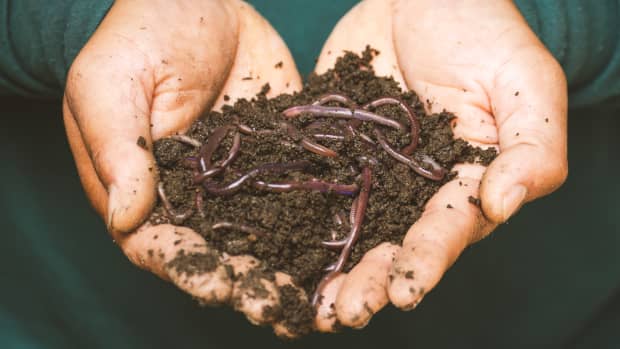 8-ways-to-make-your-own-fertilizer-and-save-a-ton-of-money